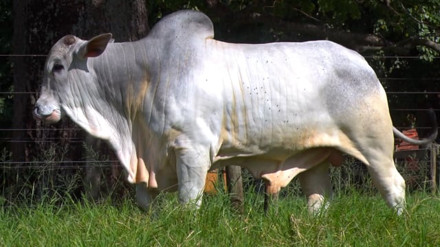 Lote 27