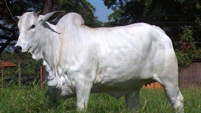 Lote 07
