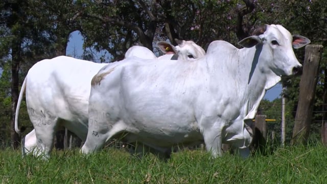 Lote 08