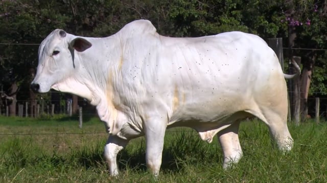 Lote 34