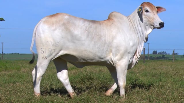Lote 35