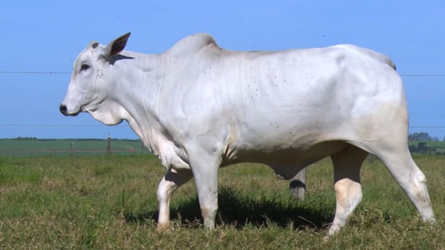 Lote 37