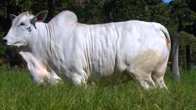 Lote 49