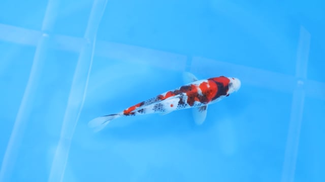 Showa - Yoshino (27cm)