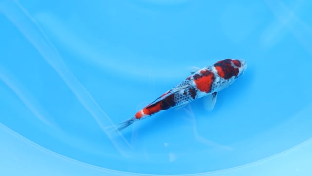 Showa - Yoshino (29cm)