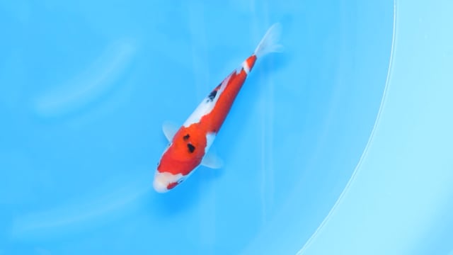 Sanke - Yoshino (29cm)
