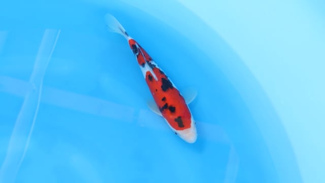 Sanke - Yoshino (30cm)