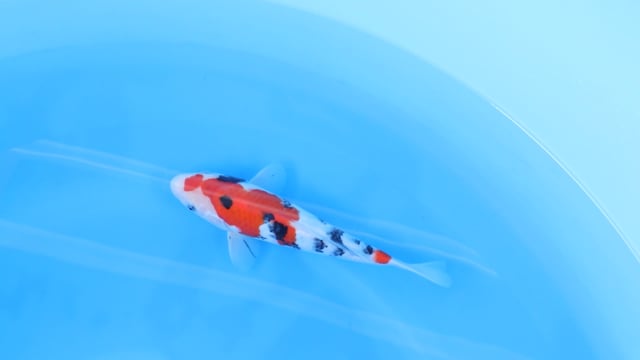 Sanke - Yoshino (28cm)