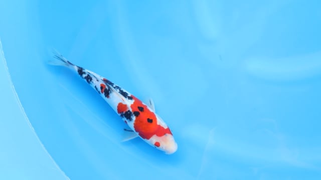 Sanke - Yoshino (30cm)