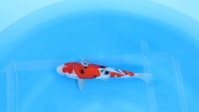 Sanke - Yoshino (31cm)