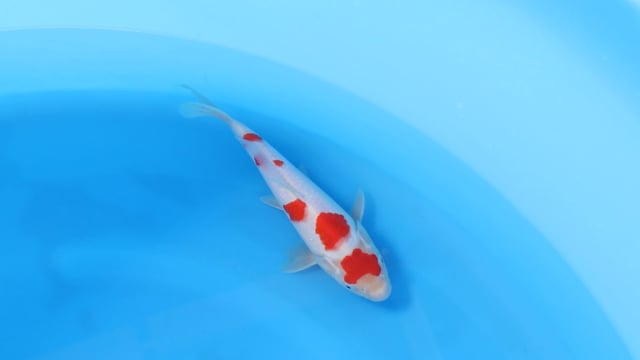 Kohaku - Yoshino (26cm)