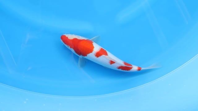Kohaku - Yoshino (30cm)