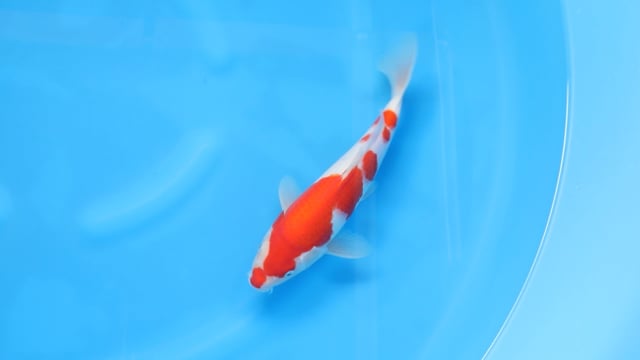 Kohaku - Yoshino (31cm)