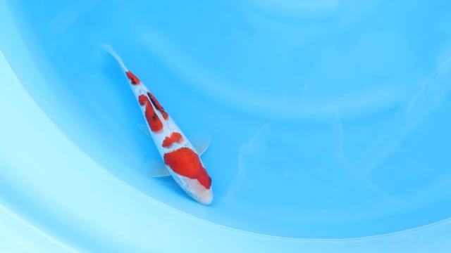 Sanke - Yoshino (29cm)