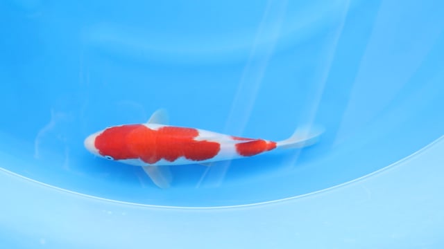 Kohaku - Yoshino (28cm)