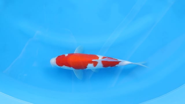 Kohaku - Yoshino (28cm)