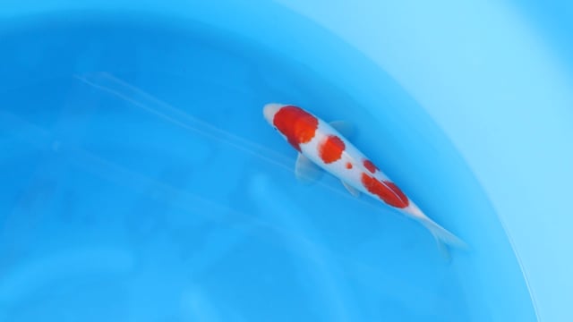 Kohaku - Yoshino (30cm)