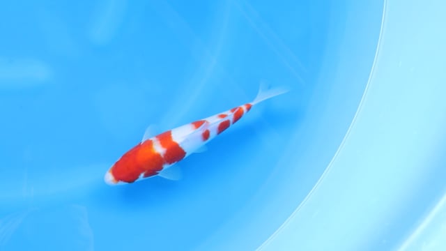 Kohaku - Yoshino (28cm)