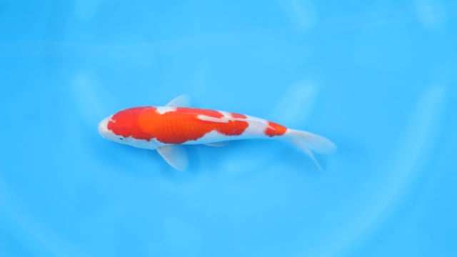 Kohaku - Yoshino (30cm)