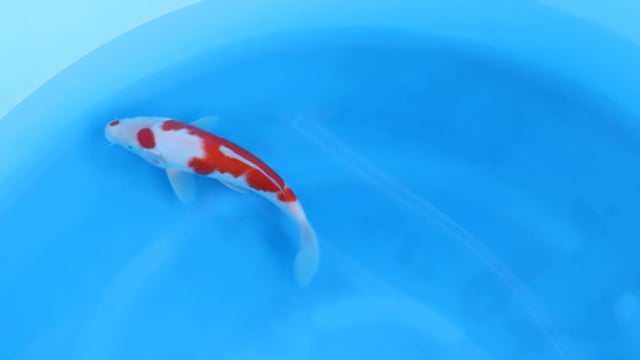 Kohaku - Yoshino (30cm)