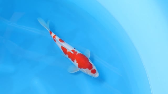 Kohaku - Yoshino (30cm)
