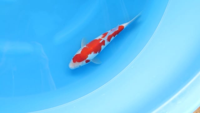 Kohaku - Yoshino (29cm)