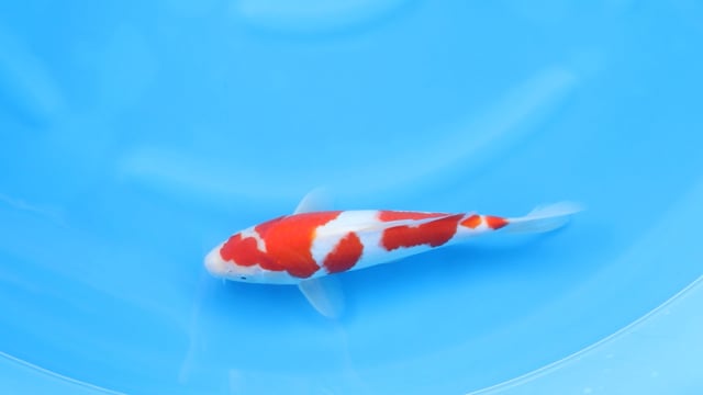 Kohaku - Yoshino (31cm)