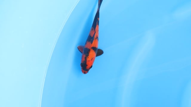 Utsuri