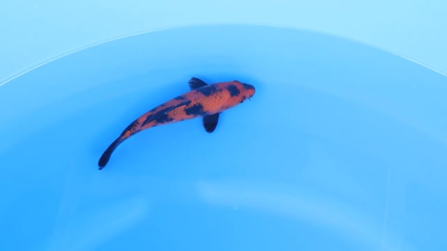Utsuri