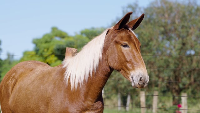 Lote 300