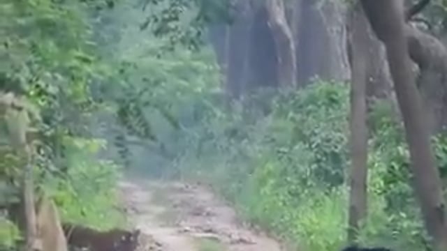 ▶️.....लखीमपुर खीरी- दुधवा के जंगल में उस वक्त रोमांच चरम पर पहुंच गया जब जंगल का राजा बाघ और विशाल भालू आमने-सामने आ गए। वायरल वीडियो में भालू पिछली टांगों पर खड़ा होकर बाघ का सामना करता दिख रहा है, जबकि टाइगर शांत अंदाज में उसे देखता रहा। कुछ पल के इस अद्भुत मुकाबले को देख पर्यटक भी दंग रह गए और पूरा नजारा कैमरों में कैद हो गया। दुधवा का यह रोमांचक वीडियो अब सोशल मीडिया पर तेजी से वायरल हो रहा है
