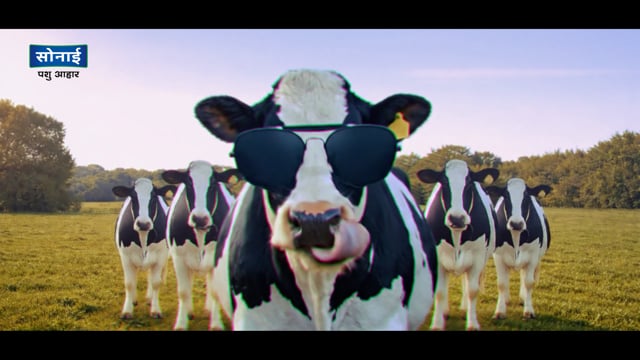 Sonai Cattle Feed