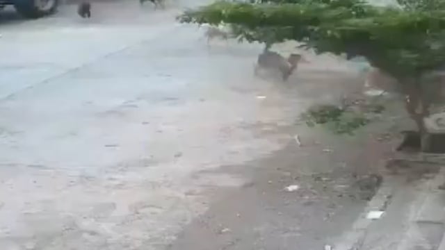 ▶️......महाराष्ट्र के बीड में 4 साल के एक मासूम बच्चे को आवारा कुत्तों के झुंड ने इस कदर लहूलुहान कर दिया कि वह क्रिटिकल कंडीशन में 
एडमिट है।