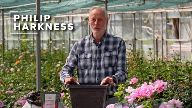 Ultimate Rose 'Bloom Booster' 750g