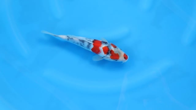 Showa - Yoshino (27cm)
Variety: Showa