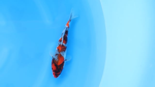 Showa - Yoshino (26cm)