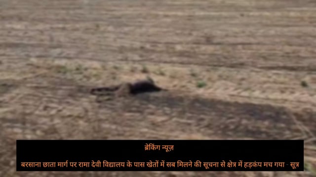 ब्रेकिंग न्यूज़ 

बरसाना छाता मार्ग पर रामा देवी विद्यालय के पास खेतों में सब मिलने की सूचना से क्षेत्र में हड़कंप मच गया - सूत्र