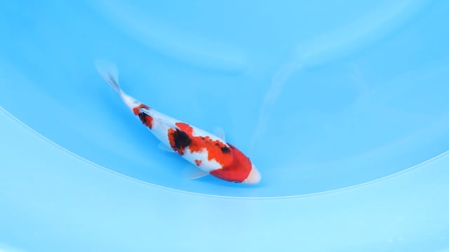 Sanke - Yoshino (27cm)