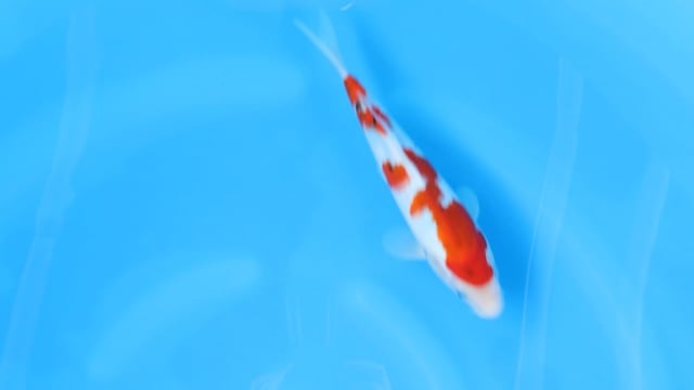 Sanke - Yoshino (27cm)