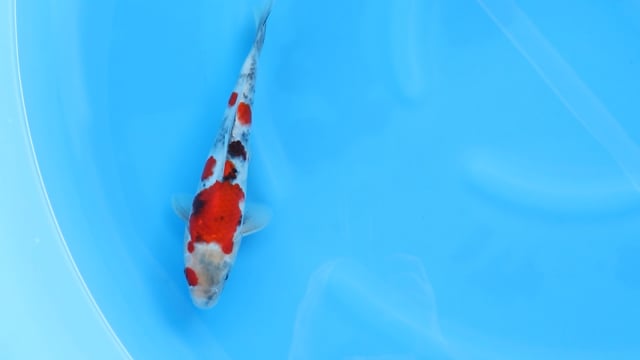 Showa - Yoshino (28cm)