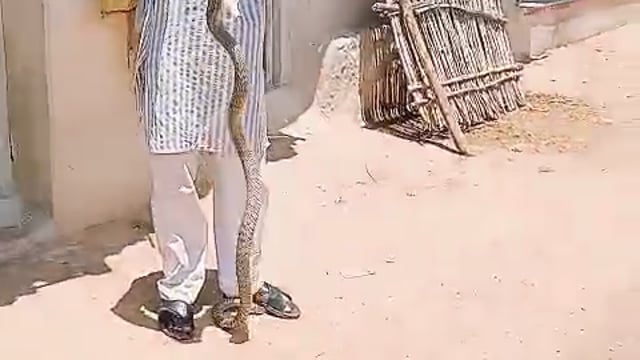 ▶️.....मैहर के ग्राम बेरमा में सफल सर्प रेस्क्यू, ग्रामीणों ने ली राहत की सांस