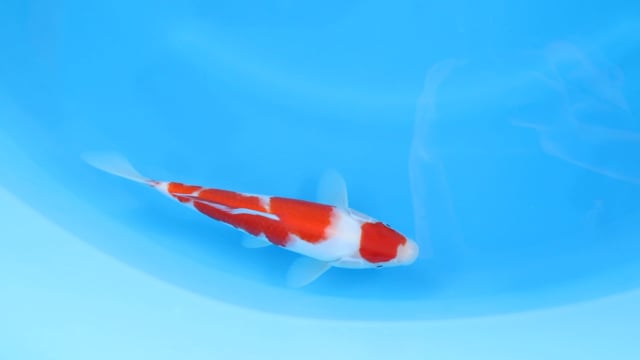 Kohaku - Yoshino (28cm)