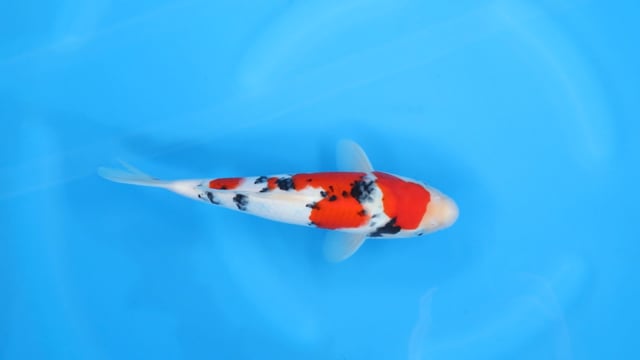 Sanke - Yoshino (28cm)