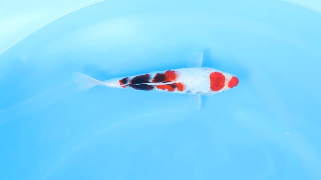 Sanke - Yoshino (27cm)