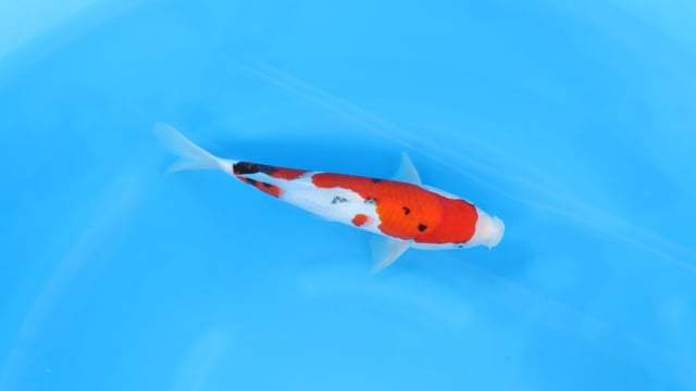 Sanke - Yoshino (31cm)