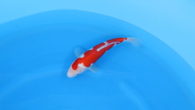 Kohaku - Yoshino (31cm)