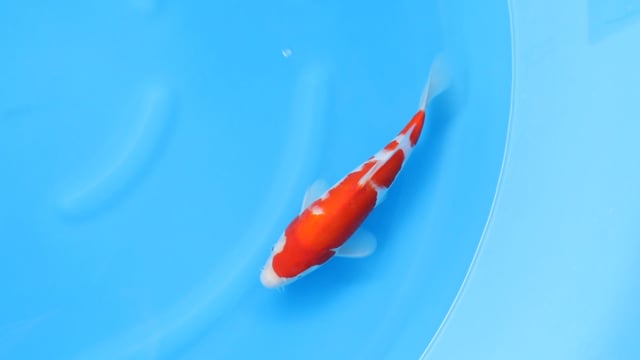 Kohaku - Yoshino (30cm)