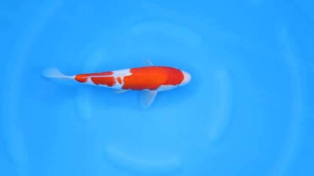 Kohaku - Yoshino (31cm)
