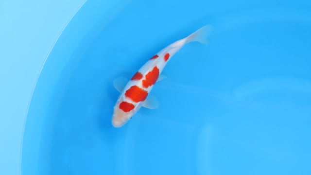 Kohaku - Yoshino (29cm)