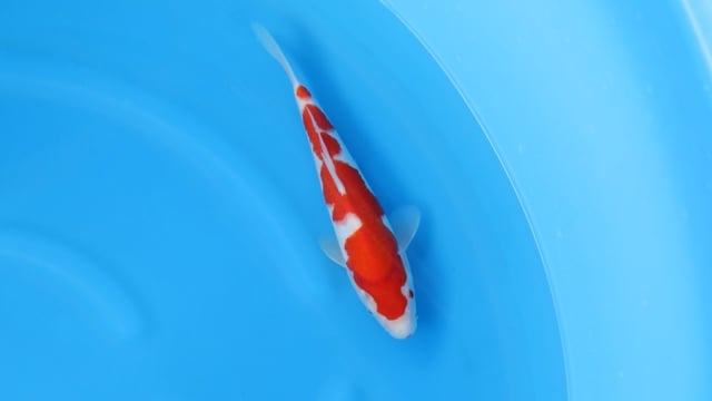 Kohaku - Yoshino (31cm)
